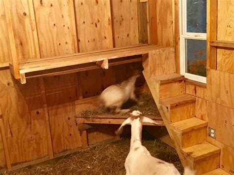 Simple goat loft made from pallet. They love playing and ...