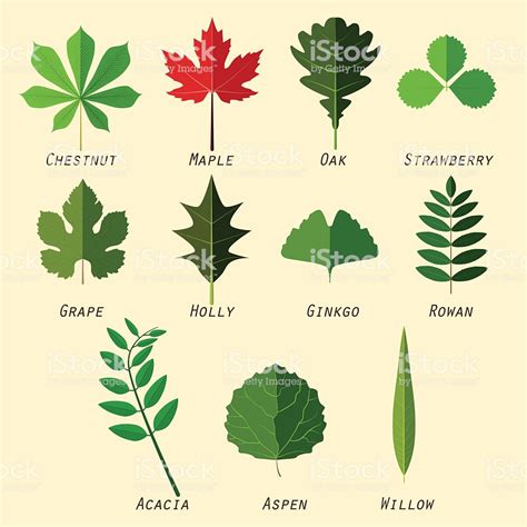 Simple Silhouettes Of Leaves With Names Of Plants Stock ...