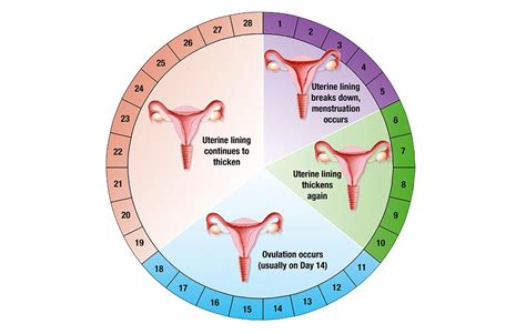 SIMPLE WAY TO CALCULATE YOUR MENSTRUAL CYCLE | ghana360store