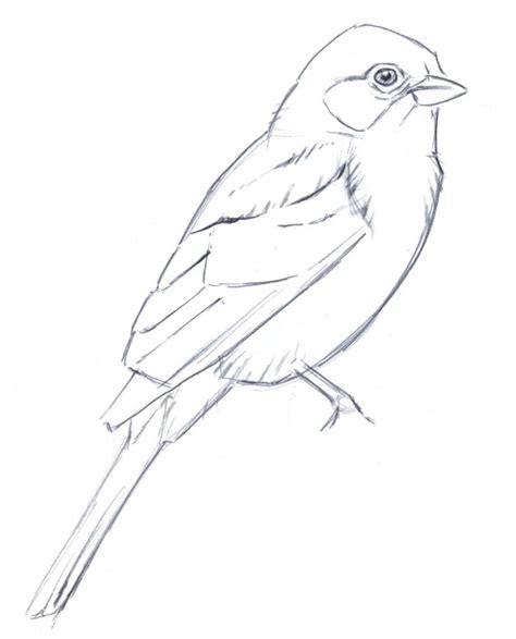 Simplifying Bird Plumage | Drawing pictures of birds ...