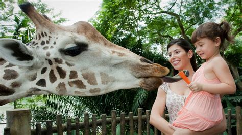 Singapore Zoo: Attractions & Things to Do   Visit Singapore Official Site