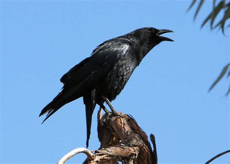 Singing Behavior of the American Crow  Corvus ...