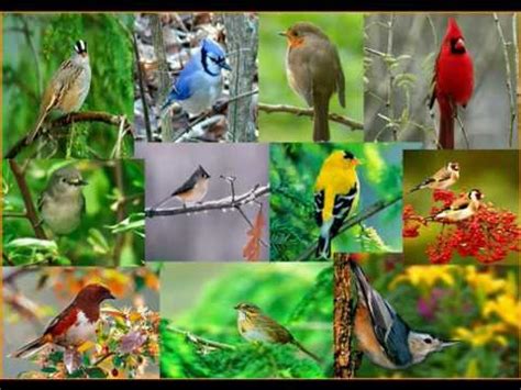 SINGING BIRDS. NATURE S RELAXING SOUNDS   YouTube