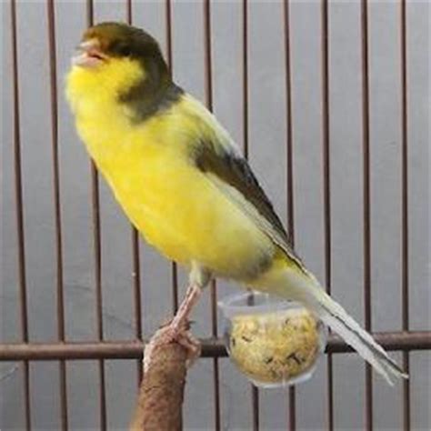 Singing Canaries Canary