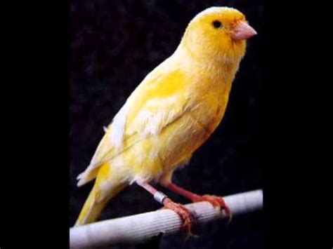 singing canary   canari  chant du canariتغريد الكناري ...