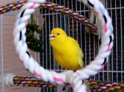 singing canary   YouTube
