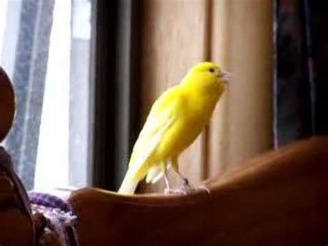 singing canary YouTube