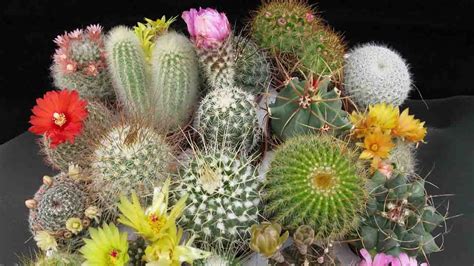 Singularidades Del Cactus Y Las Suculentas, Una Tendencia ...