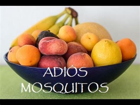 Síntesis de 27 artículos: como eliminar los mosquitos de la fruta ...