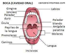Síntomas de cáncer de boca  oral, bucal : primeros ...