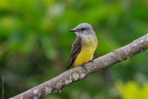 Sirirí Común/Tropical Kingbird/Tyrannus melancholicus – Birds Colombia ...