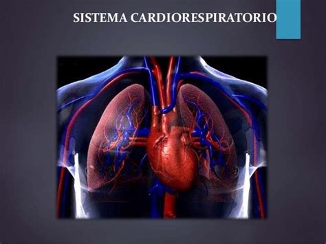 Sistema cardiorespiratorio