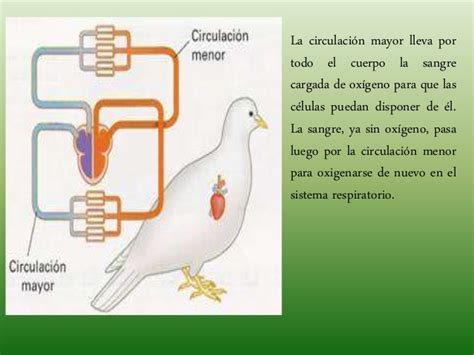 Sistema cardiovascular aviar