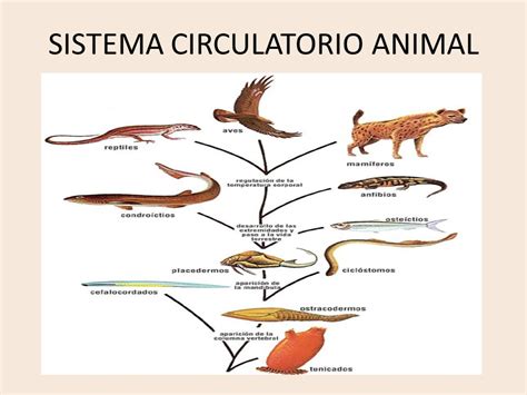 SISTEMA CIRCULATORIO ANIMAL   ppt video online descargar