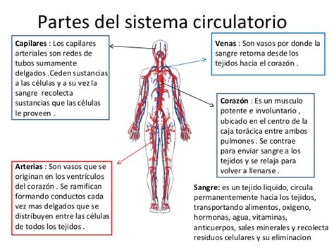 Sistema Circulatorio: Aparato circulatorio del cuerpo ...