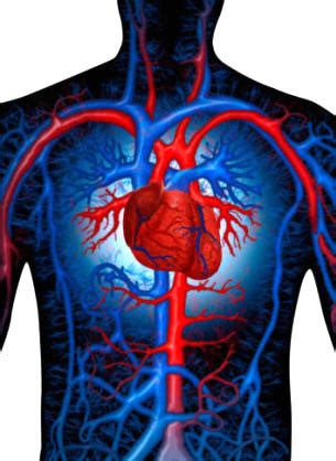 Sistema Circulatorio Aparato: ¿Qué es, Función, Definición ...