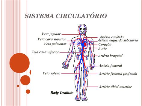 Sistema Circulatório   Apostilas   Fisioterapia   Docsity