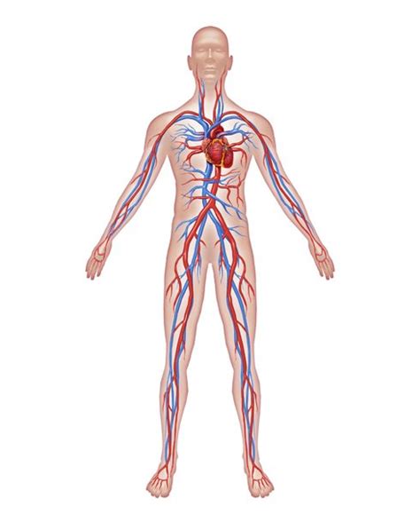 Sistema Circulatorio | Aumentaty Community