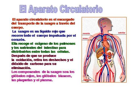 Sistema Circulatorio |authorSTREAM