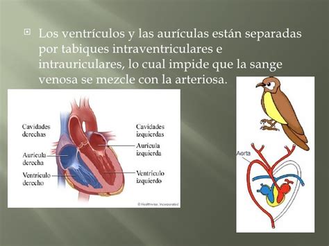 Sistema circulatorio aves y peces