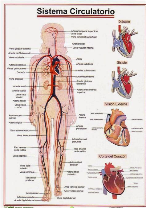 Sistema Circulatorio | Biología ilustrada