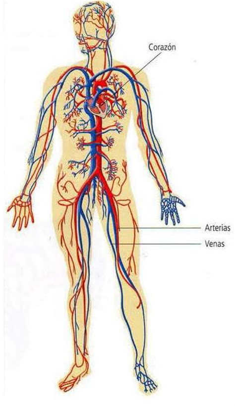 Sistema Circulatorio » Blog de Biología