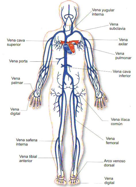 Sistema Circulatorio Cardiovascular ¿Cómo Funciona El ...