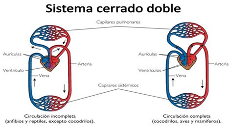 Sistema circulatorio cerrado: aprende todo sobre él
