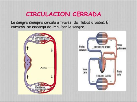 Sistema circulatorio cerrado: aprende todo sobre él