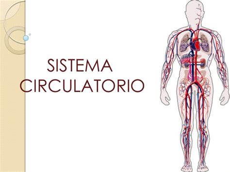 Sistema circulatorio  ciencias de la salud