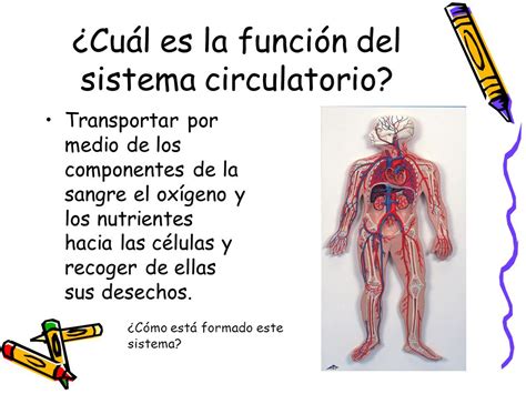 Sistema circulatorio Colegio Santa Sabina Quinto año ...