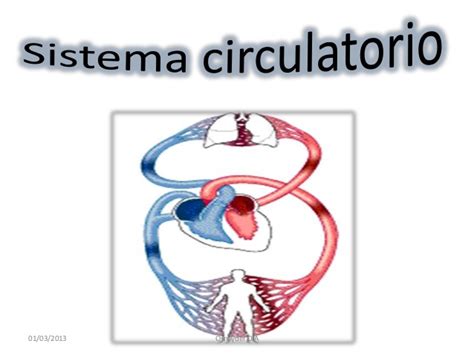 Sistema circulatorio completo
