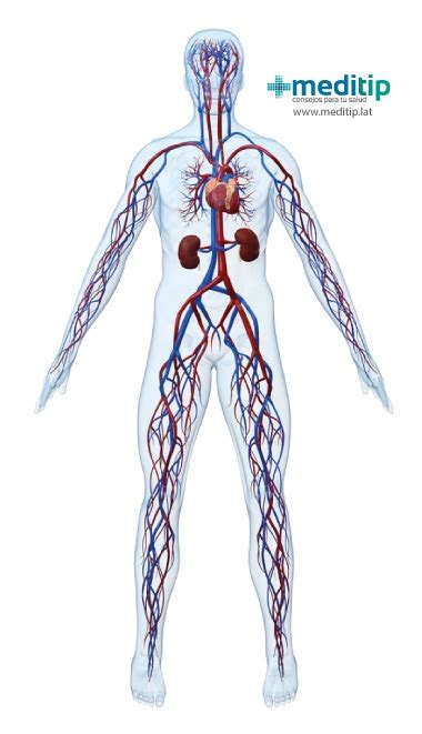 Sistema circulatorio: composición, función y enfermedades