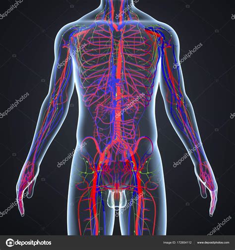 Sistema circulatorio con nodos de linfa — Fotos de Stock ...