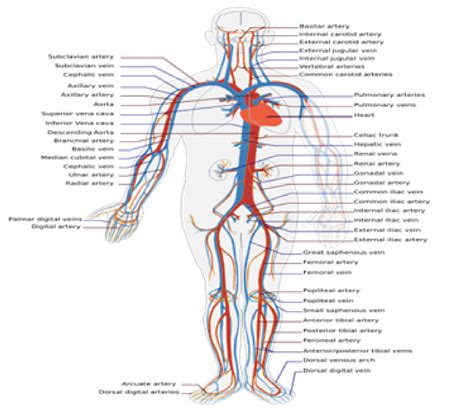 Sistema circulatorio con sus partes   Imagui