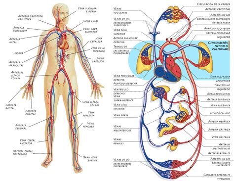Sistema circulatorio con sus partes para niños   Sistema ...