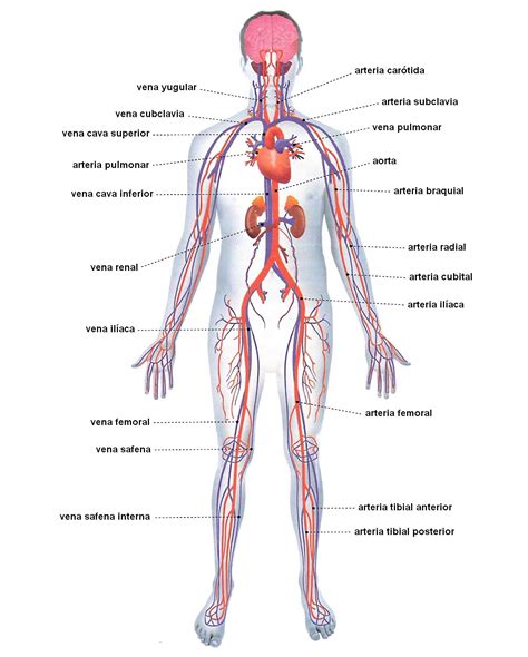 Sistema circulatorio con sus partes   Sistema circulatorio