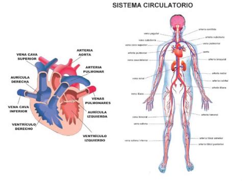 Sistema Circulatorio: conoce más sobre uno de los ...