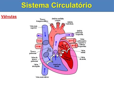 Sistema Circulatório Coração dos Mamíferos.   ppt video ...