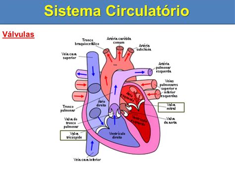 Sistema Circulatório Coração dos Mamíferos.   ppt video ...
