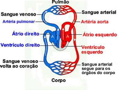 Sistema circulatório das aves. Aves e seu sistema circulatório