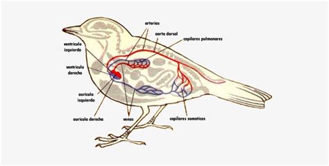 Sistema Circulatorio De Las Aves PNG Image | Transparent PNG Free ...