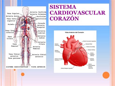 Sistema circulatorio: definición, características ...