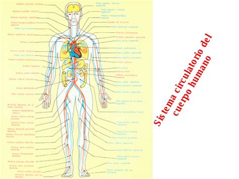 Sistema circulatorio del cuerpo humano