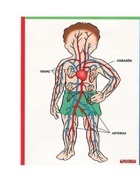 Sistema Circulatorio Dibujo