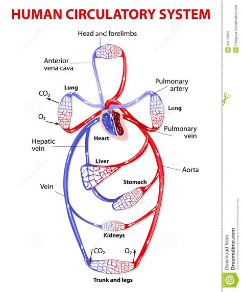 Sistema circulatorio doble ilustración del vector ...