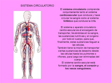 SISTEMA CIRCULATORIO El sistema circulatorio comprende ...