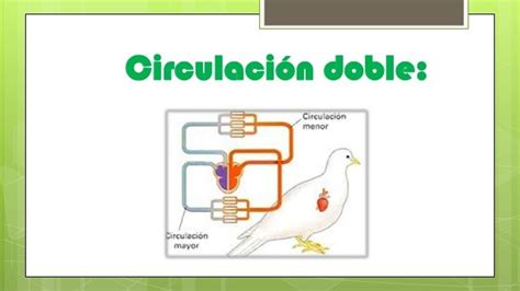 Sistema Circulatorio En Aves
