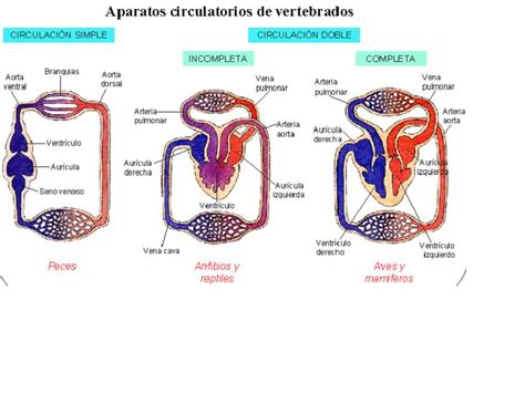 Sistema Circulatorio en Aves y Mamíferos. | Sistema ...