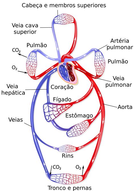 Sistema circulatório fechado   Anatomia animal   InfoEscola